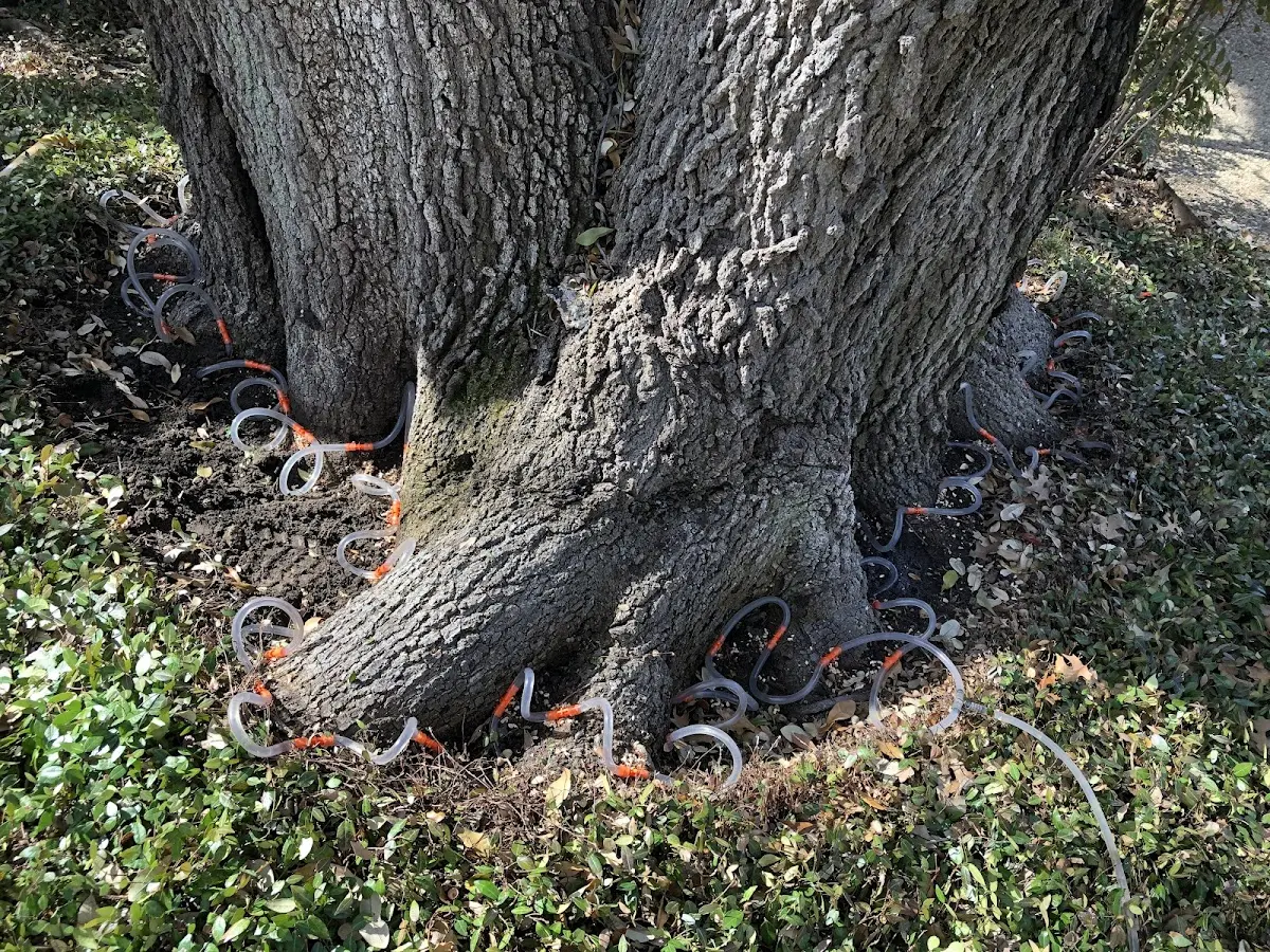 Detailed Tree Cabling and Bracing job site in Johannesburg