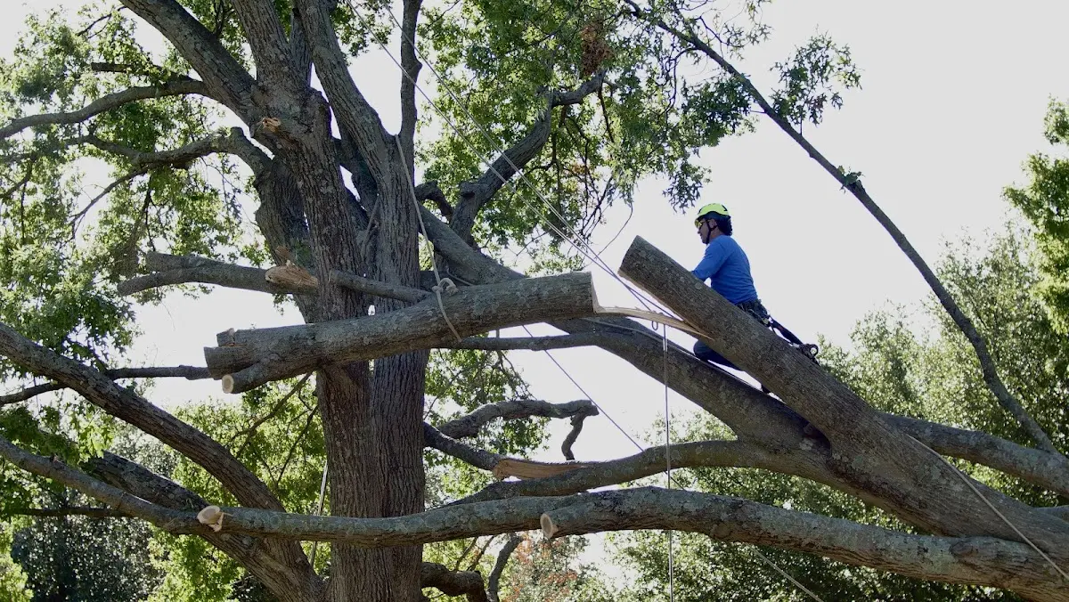 Professional Crown Thinning performed by certified arborists in Johannesburg