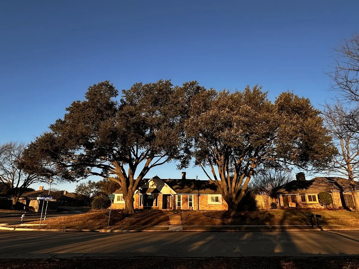 Established residential canopy tree shading a home in Johannesburg